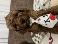 Erkek poodle bebeğimiz (ev doğumu)