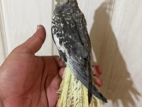 63 GÜNLÜK FULL EVCİL KUSURSUZ SULTAN PAPAĞANI BEBEK