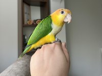 PORTAKAL KAFA KAYIK BEBEK PELET YEM KIRMAYA BAŞLADI