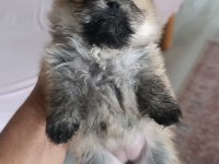 Pomeranian Boo Erkek Ve Dişi Yavrularımız