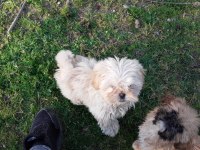 4 aylık shih tzu yavrular