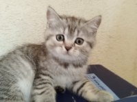 SAHİPLENDİRİLMEK ÜZERE 5 ADET YAVRUMUZ MEVCUT.
