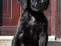 Şecere belgeli ırk ve sağlık garantili cane corso yavrular