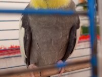 Çift sultan papağanı