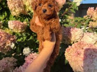 Toy Poodle Yavrular