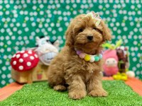 Safkan Toy Poodle Bebekler