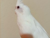 55 günlük full evcil albino kırmızı göz sultan papağanı