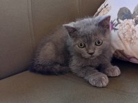 İki aylık erkek british shorthair