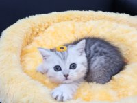 Safkan Point Shaded ve Tabby Kediler Catteryden
