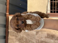 Sevimli toy poodle yavrularımız 