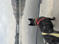 Evcil Oyuncu Sahiplenici Bulldog dostumuza Acil yuva