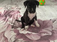 Labrador cinsi yavru köpek