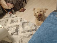 Köpeğimle ilgilenecek aile arıyoruz beni arar mısınız