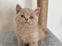 Safkan british fawn dişi