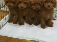 Red Brown A Kalite Orjinal Toy Poodle Yavrular