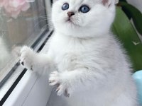 En Saf Beyaz British Shorthair NS1133