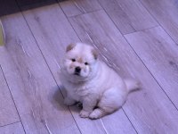 50 GÜNLÜK BEMBEYAZ CHOW CHOW KÖPEĞİ