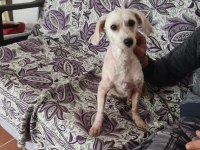 Ücretsiz Sahiplendirme Köpeğimiz