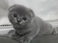 Scottish Fold Yavrumuz Yuva Arıyor