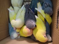 Rengarenk El Besleme Isırma Bilmez Sevda Papağanları
