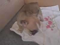 1 Aylık Erkek Orijinal Fransız Bulldogu (Yavru)