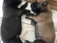 FCI A Şecere Belçika Kurdu Yavrular (KIF)