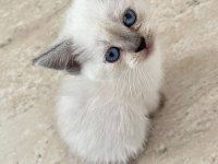 British shorthair blue point 45 günlük mavi boncuk