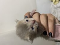 Rezerveye açık scottish fold yavrular