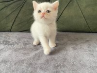 British shorthair