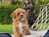 Akıllı ve Tüy Dökmeyen Karakteriyle Maltipoo Yavrusu