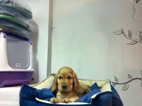 American cocker yavru köpekler