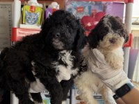 Portekiz su köpeği çok şirin yavrular 