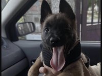 Malinois Safkan Köpeği