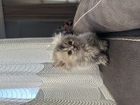 Anne baba şecereli british longhair