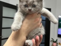 British shorthair yavrularım 12 mayıs doğumlu