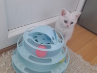 BRİTİSH SHORTHAIR ERKEK YAVRULAR
