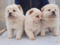 Pamuk Çin Aslanı Yavrular