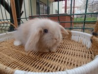 Hollanda teddy lop tavşan yavrular