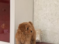 Maltipoo yavru köpeğimiz