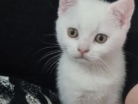 Beyaz dişi british shorthair yavru