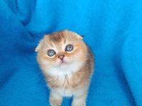 Dişi scottish fold golden