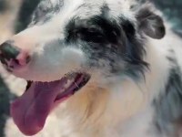 Evinizin neşesi Border Collie her yere kapıda ödeme