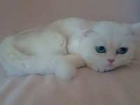 British shorthair sahibinden sağlıklı (kız)