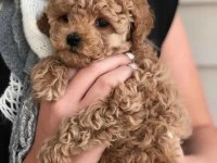 Toy poodle bebek köpeklerimiz