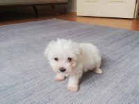 0 numara Safkan orjinal maltese terrier yavrumuz