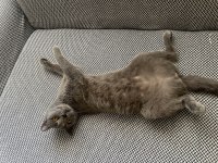 British shorthair dişi tuvalet eğitimi var