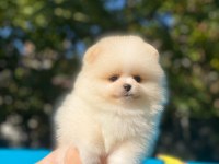 Minik pomeranian köpekler