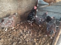 Speckleck susex kuluçkalık yumurta