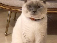 British Blue Point