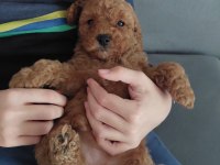 Toy poodle acil verilecektir